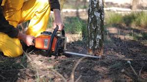 How Our Tree Care Process Works  in  Hermantown, MN