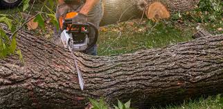 Best Hazardous Tree Removal  in Hermantown, MN
