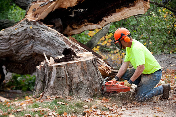 Professional Tree Removal in Hermantown, MN